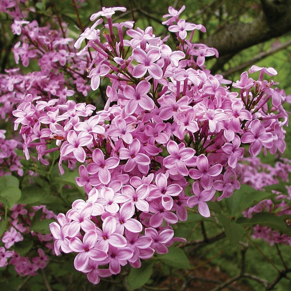 Sunday lilac flower blooms