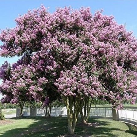 Muskogee Crape Myrtle Tree