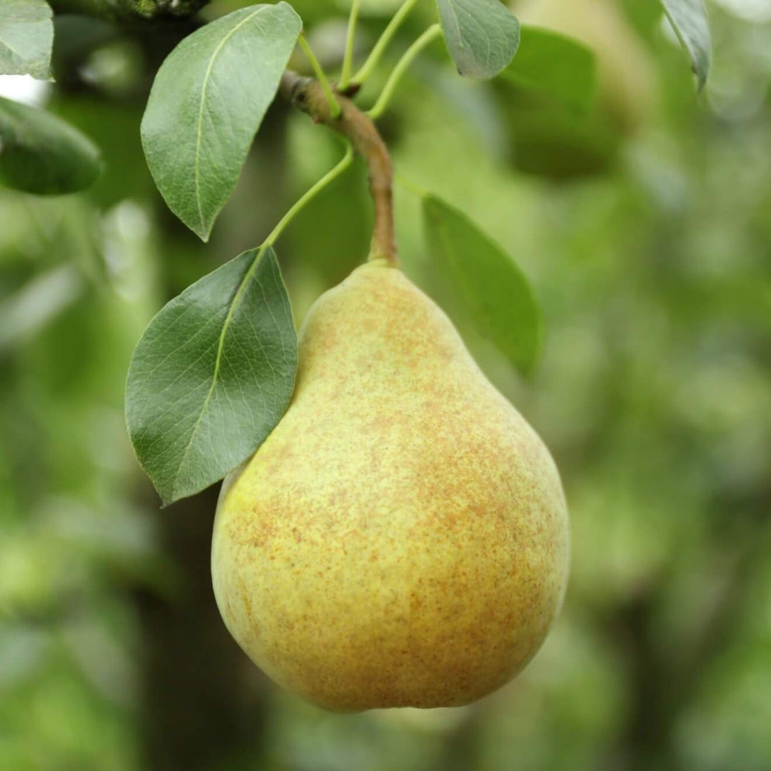 'Kieffer' Pear