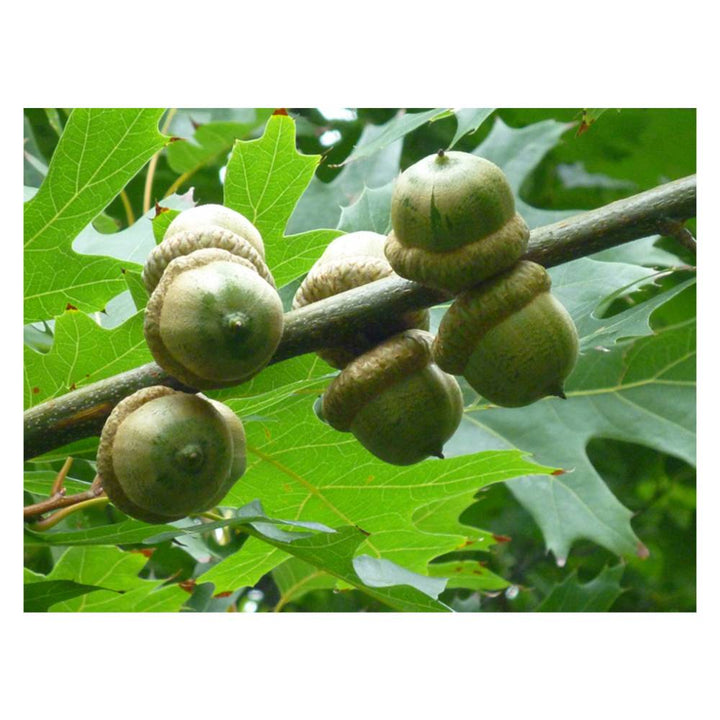 Pin Oak Tree Acorns