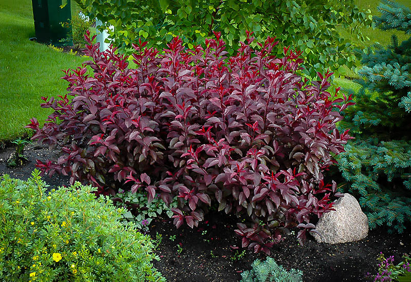 Purple Leaf Sandcherry bush