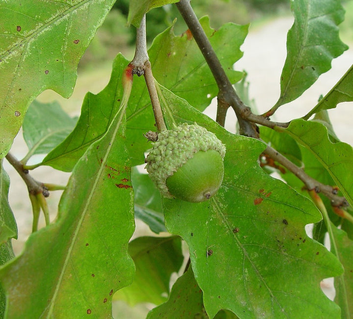 Swamp White Oak Acorn