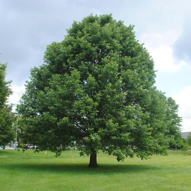 Swamp white oak tree