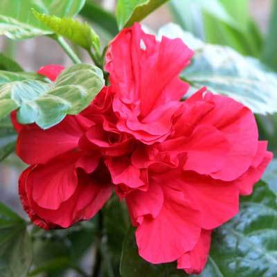 Rose of Sharon - Shrub Althea - Hibiscus 'Red'