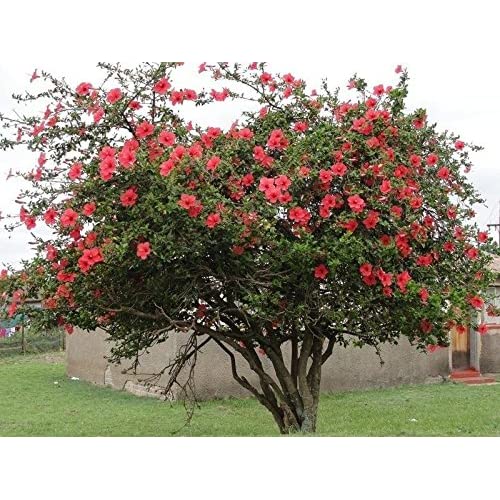 Red Rose of Sharon - Althea - Hibiscus Flower Tree