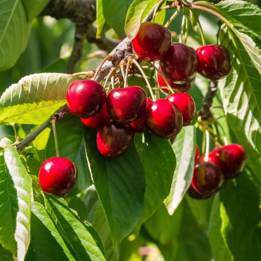 Stella cherry Tree Cherries