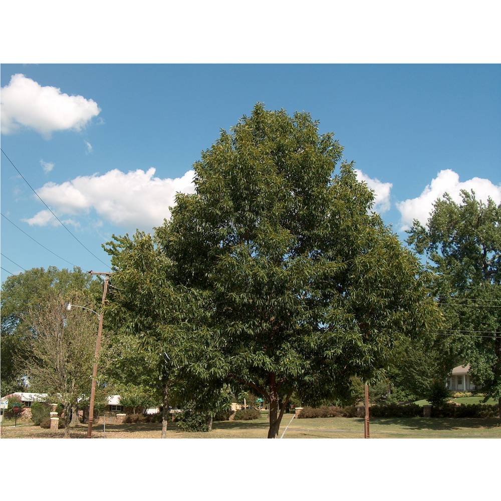 Sawtooth Oak Tree
