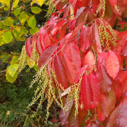 Sourwood Tree Autumn Leaves