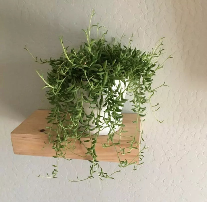 String of Bananas