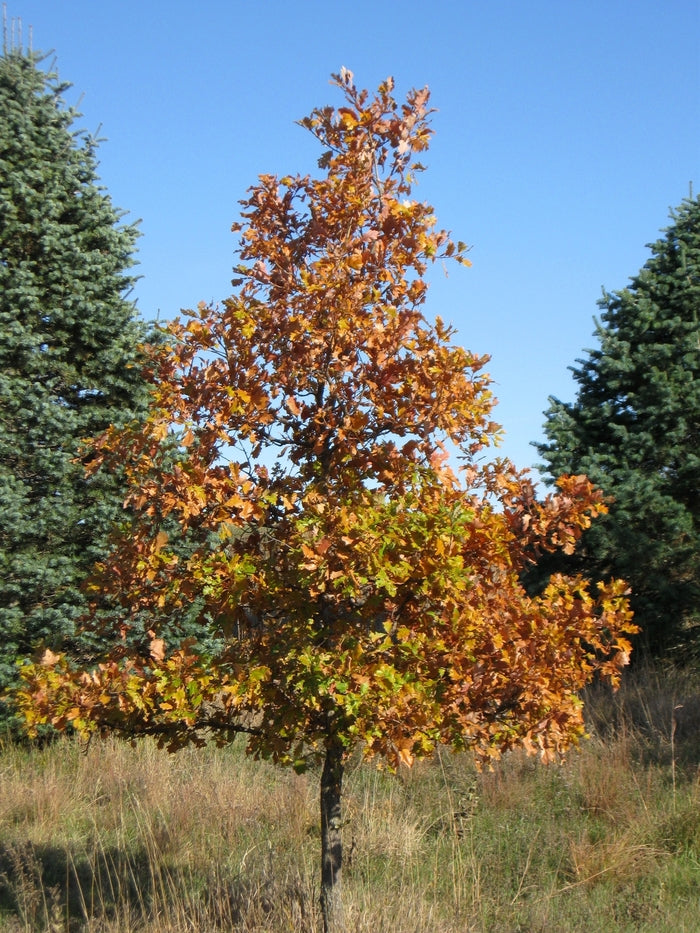 Swamp White Oak Autumn