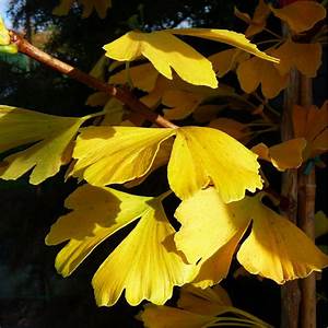 Ginkgo Biloba Autumn leaves