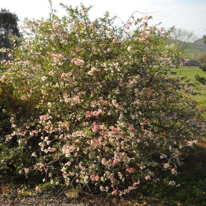 Toyo Nishiki Flowering Quince