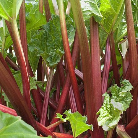 'Valentine' Rhubarb