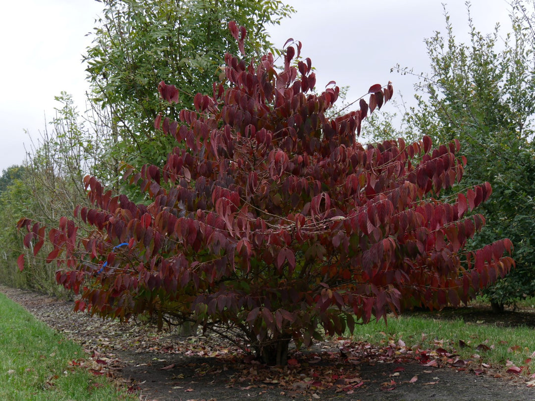 Mariesii Viburnum Snowball Autumn