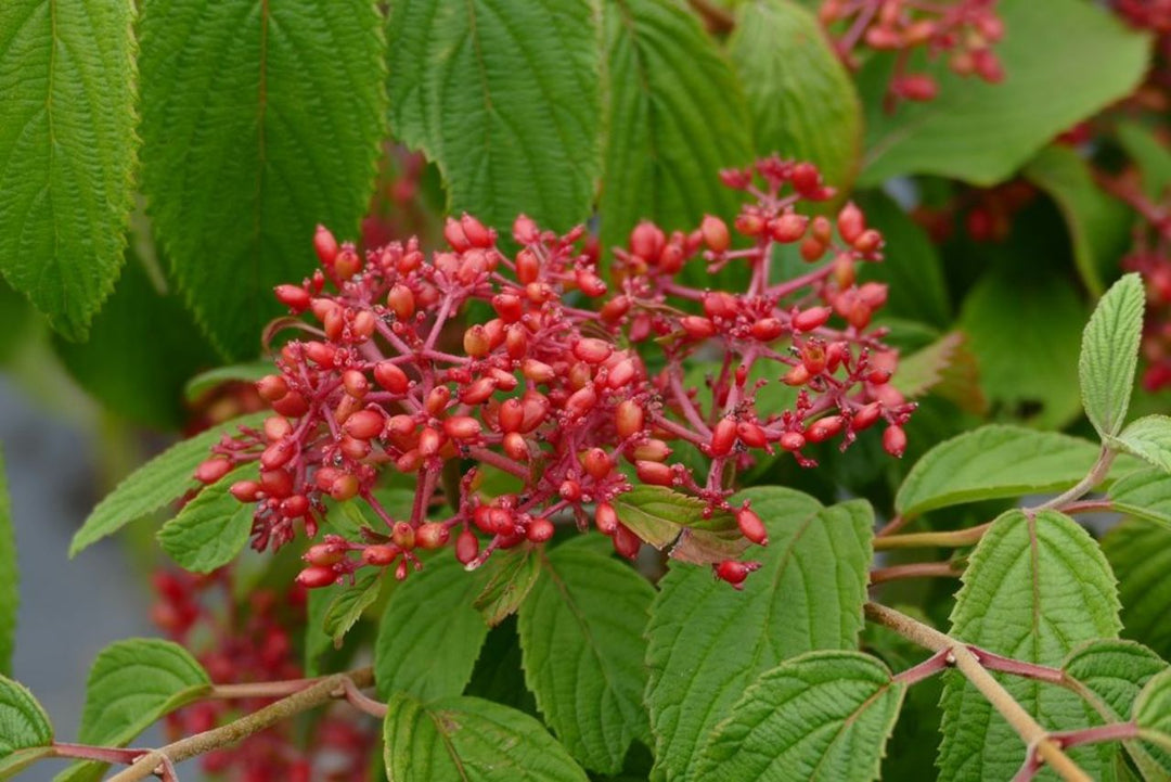 Mariesii Viburnum plicatum buds