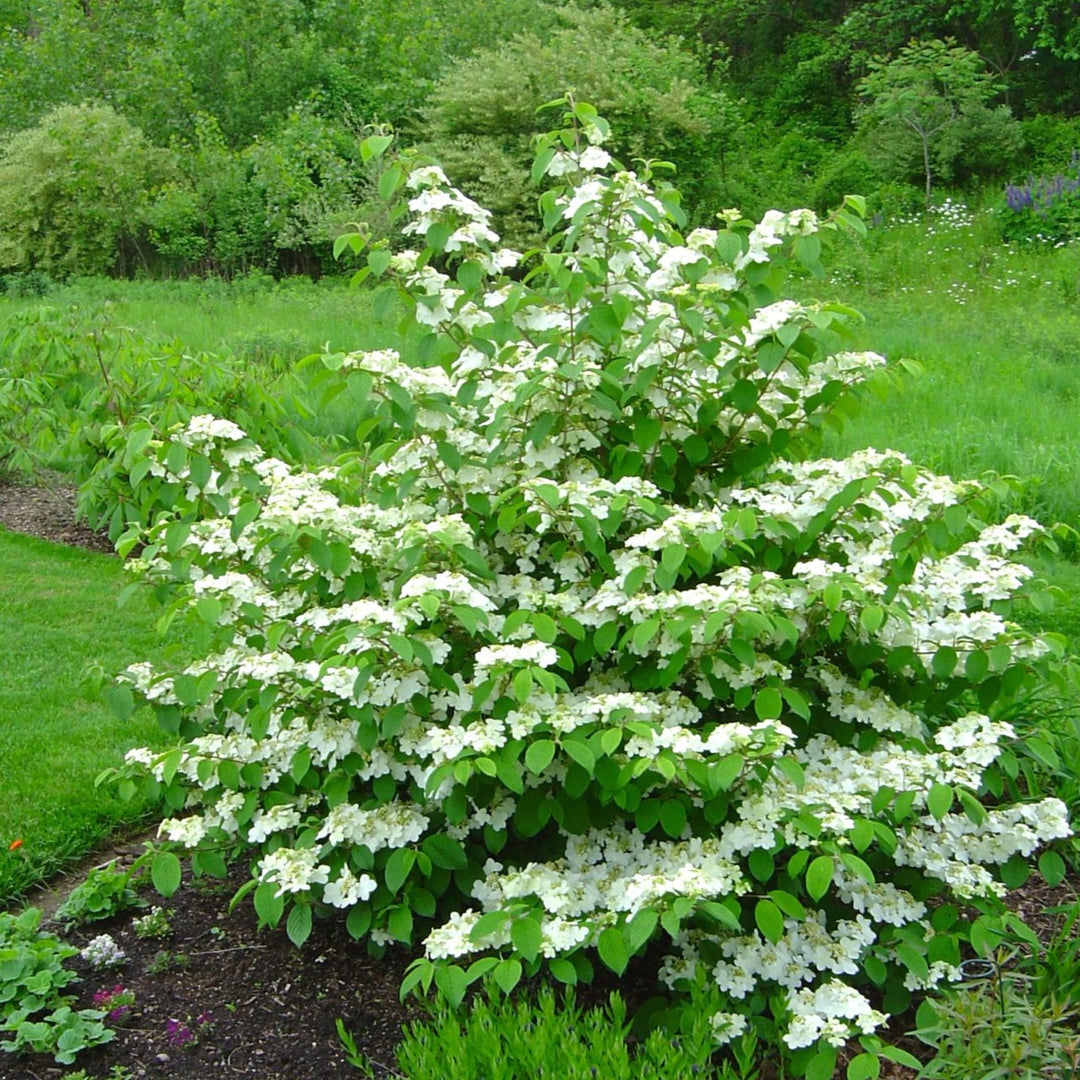 Mariesii Viburnum Snowball Bush