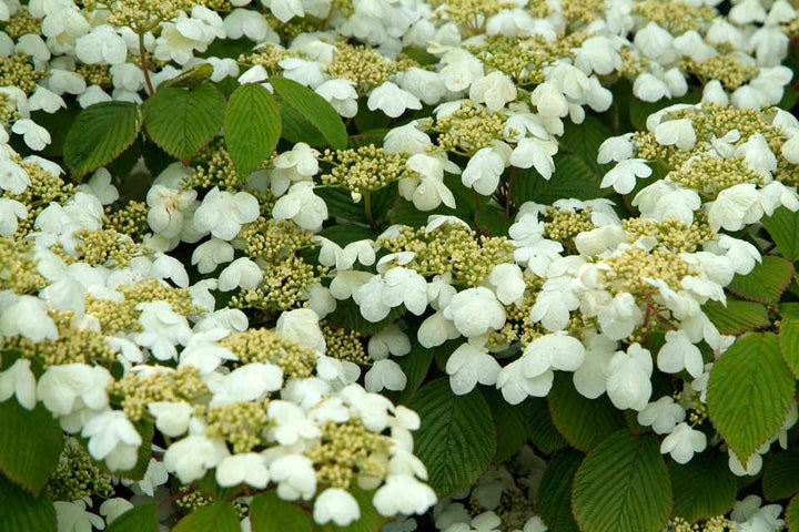 Mariesii Viburnum plicatum flowers