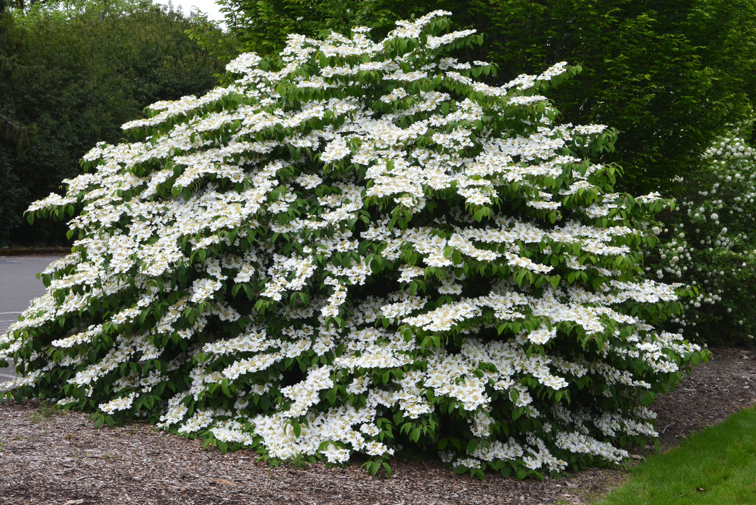 Mariesii Viburnum plicatum