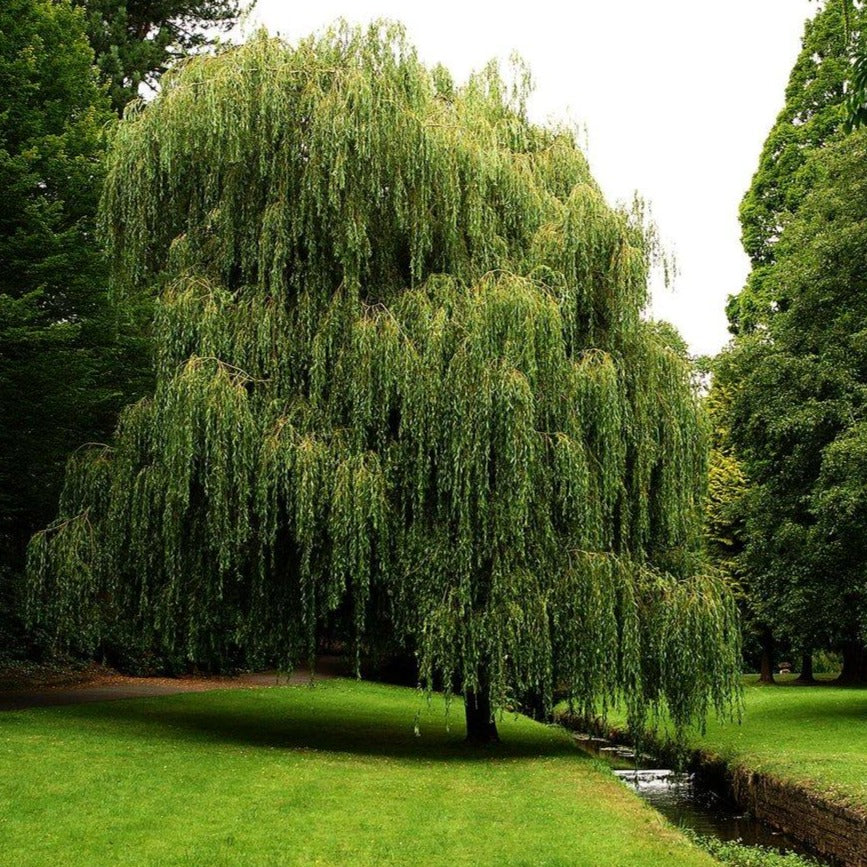 Weeping willow, tree