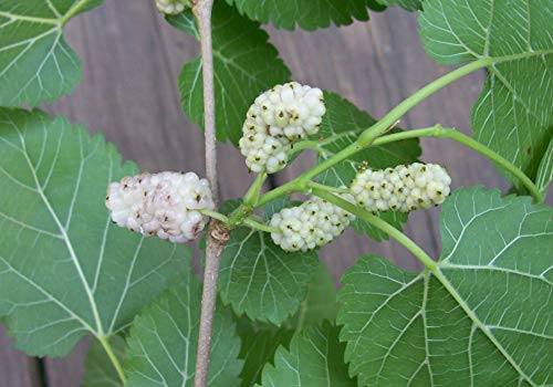 White Mulberry Tree