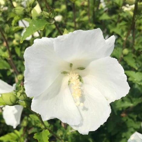 White Rose of Sharon - Althea - Hibiscus