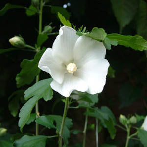 White Rose of Sharon - Althea - Hibiscus