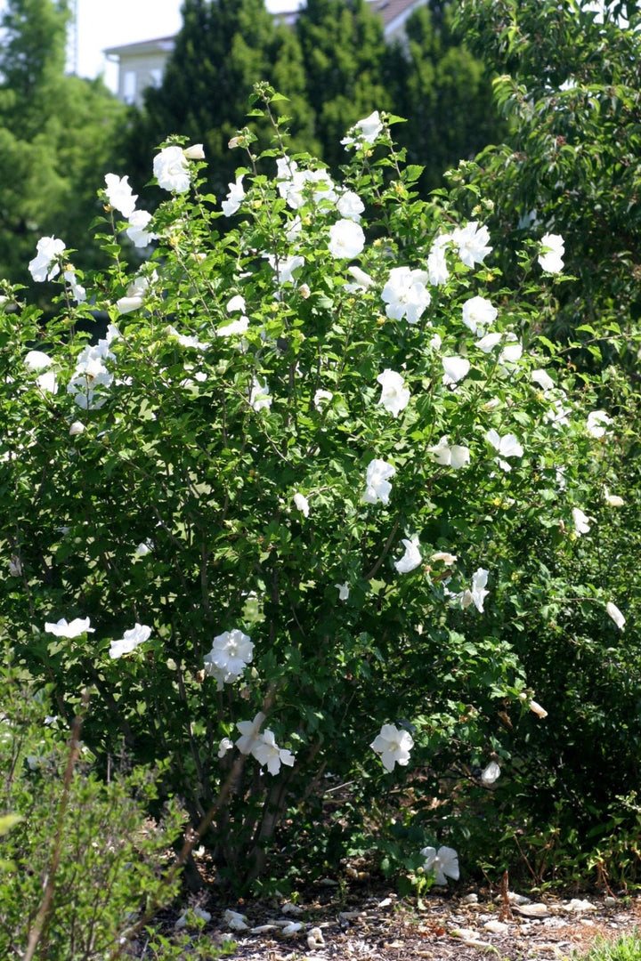 White Rose of Sharon - Althea - Hibiscus