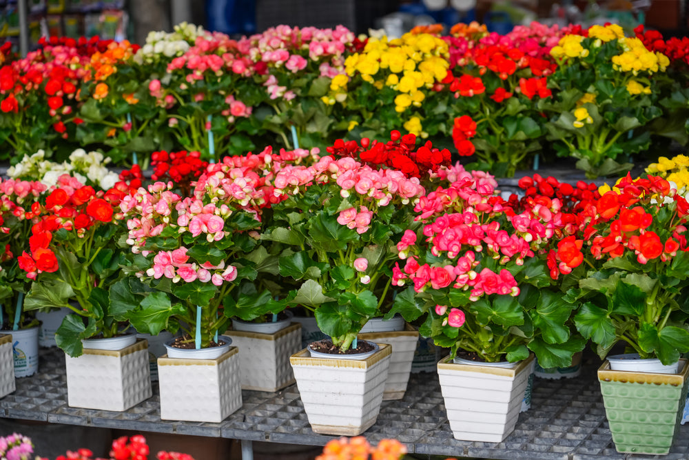 10 Types Of Red Flowers To Create A Stunning Garden