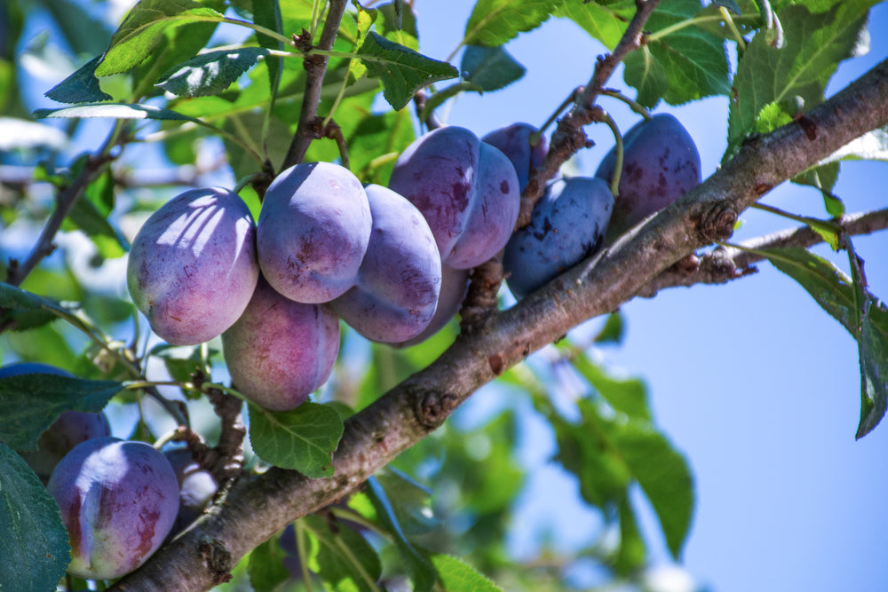 15 Types Of Plum Trees For Your Home Garden