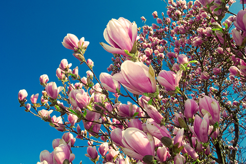 6 Types Of Magnolia Trees: How They Can Transform Your Garden