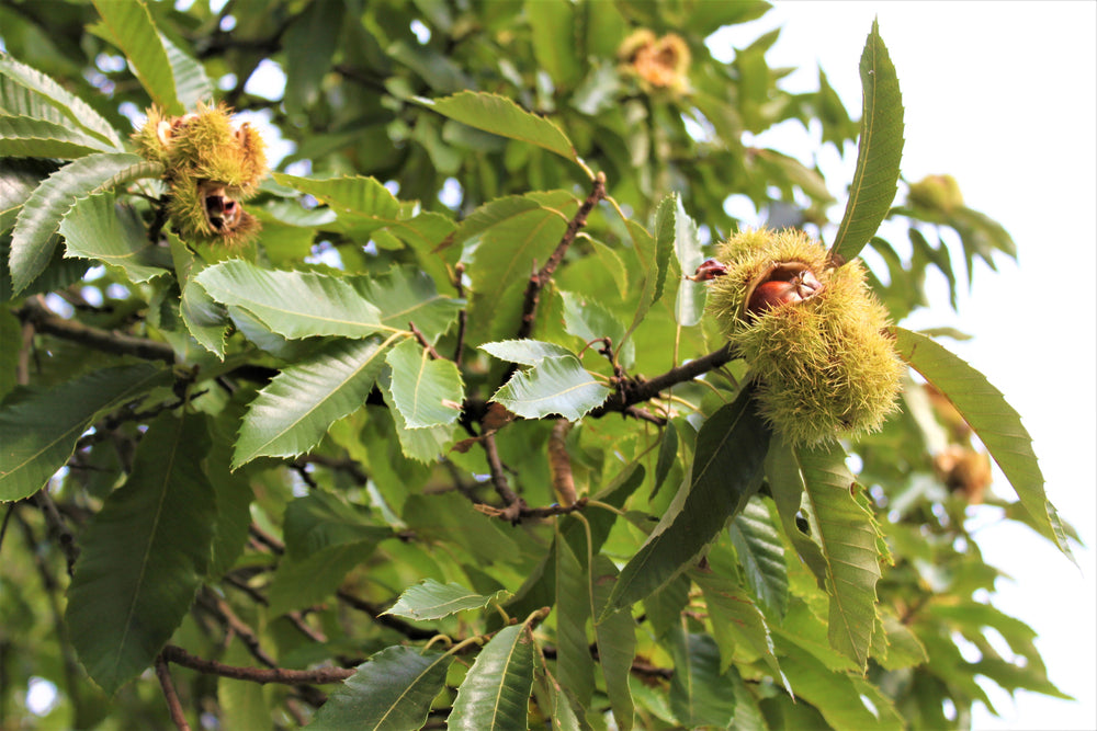 6 Types Of Nut Trees For Your Garden