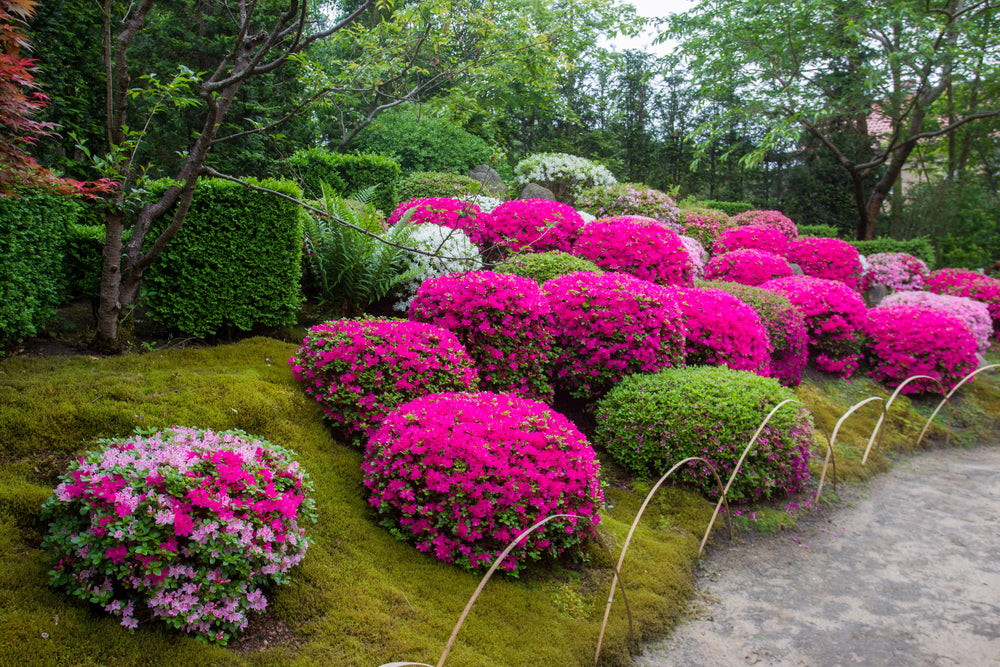 7 Tips And Tricks For Stunning Garden Color Schemes