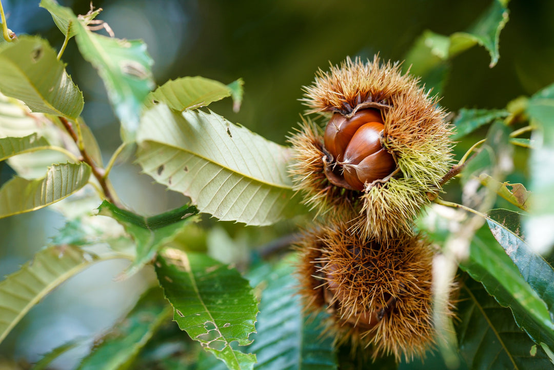 8 Benefits Of Planting Chestnut Trees In Your Garden