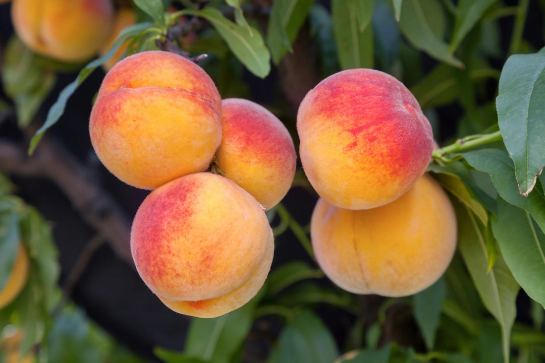 A Beginner's Guide To Planting And Growing A Peach Tree