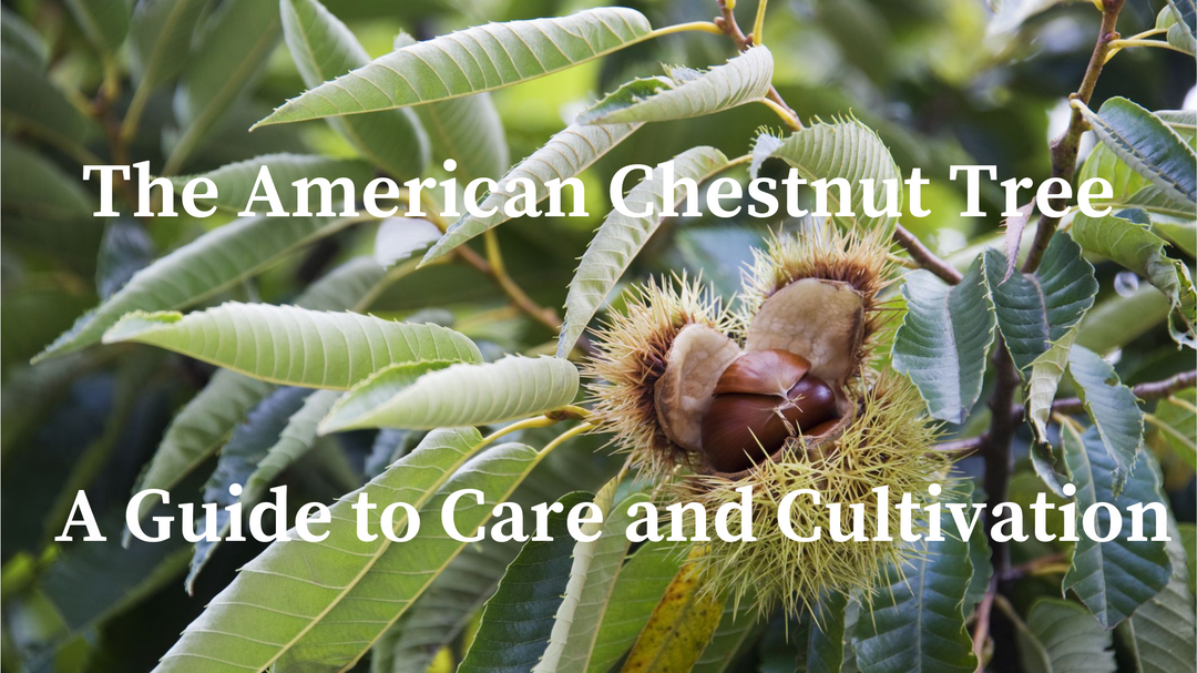 The American Chestnut Tree: A Guide to Care and Cultivation