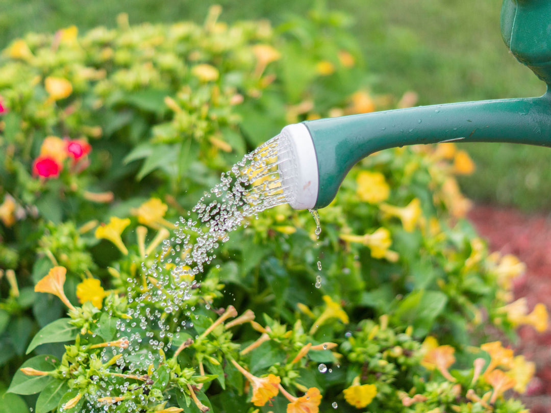 Golden watering tips for the summer months.