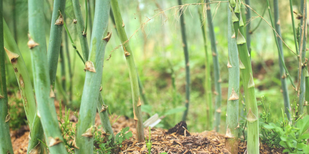 Planting & Harvesting Asparagus