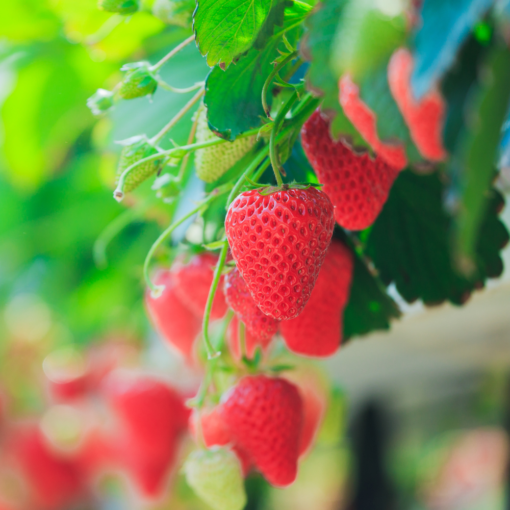 Understanding the Sweet Distinction: Junebearing vs. Everbearing Strawberries