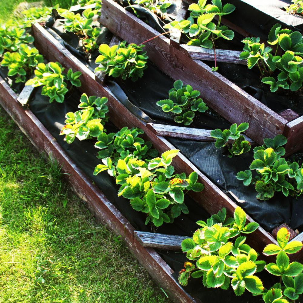 Companion Planting in Containers: Maximizing Your Small Space Garden