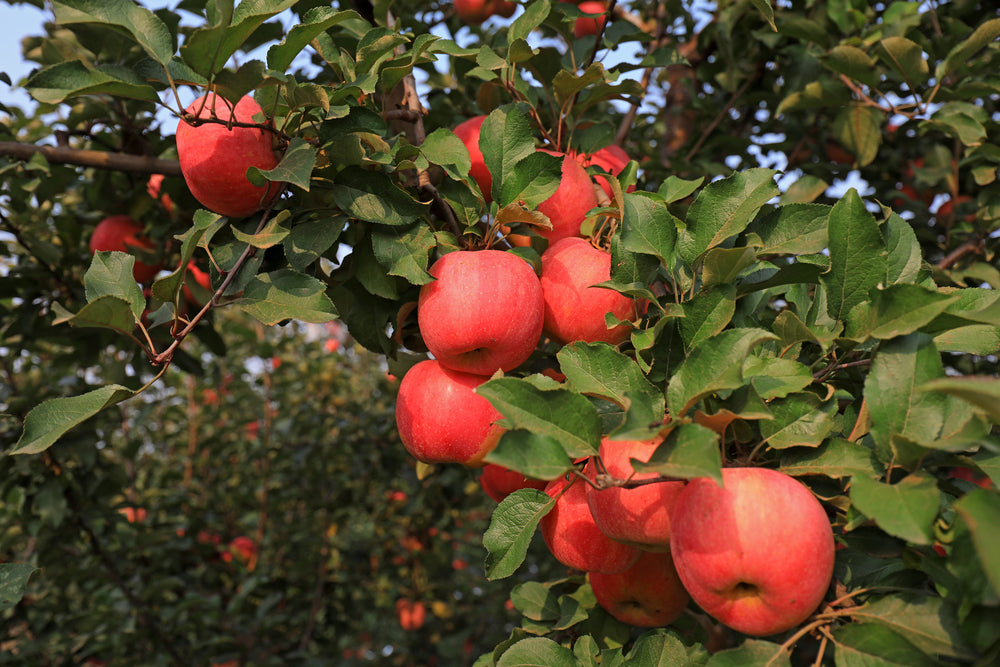 Fuji Apple Tree: Planting, Care, And Maintenance Tips