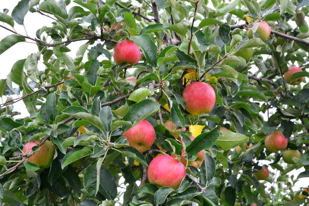 Pink Lady Vs. Honeycrisp: What Is The Difference?