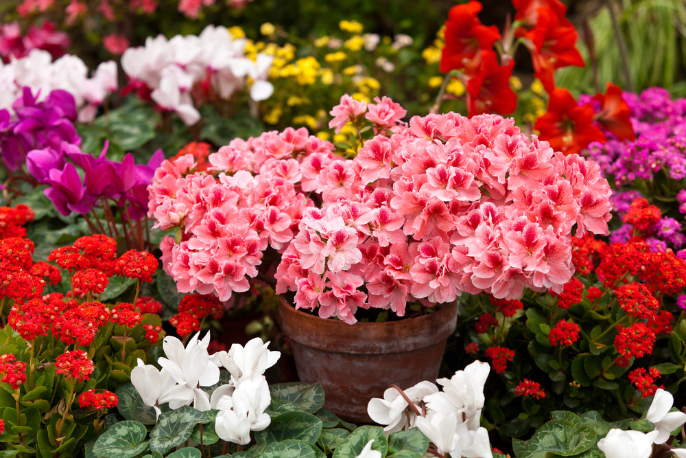 Transforming Your Garden With Pretty Pink Flowers