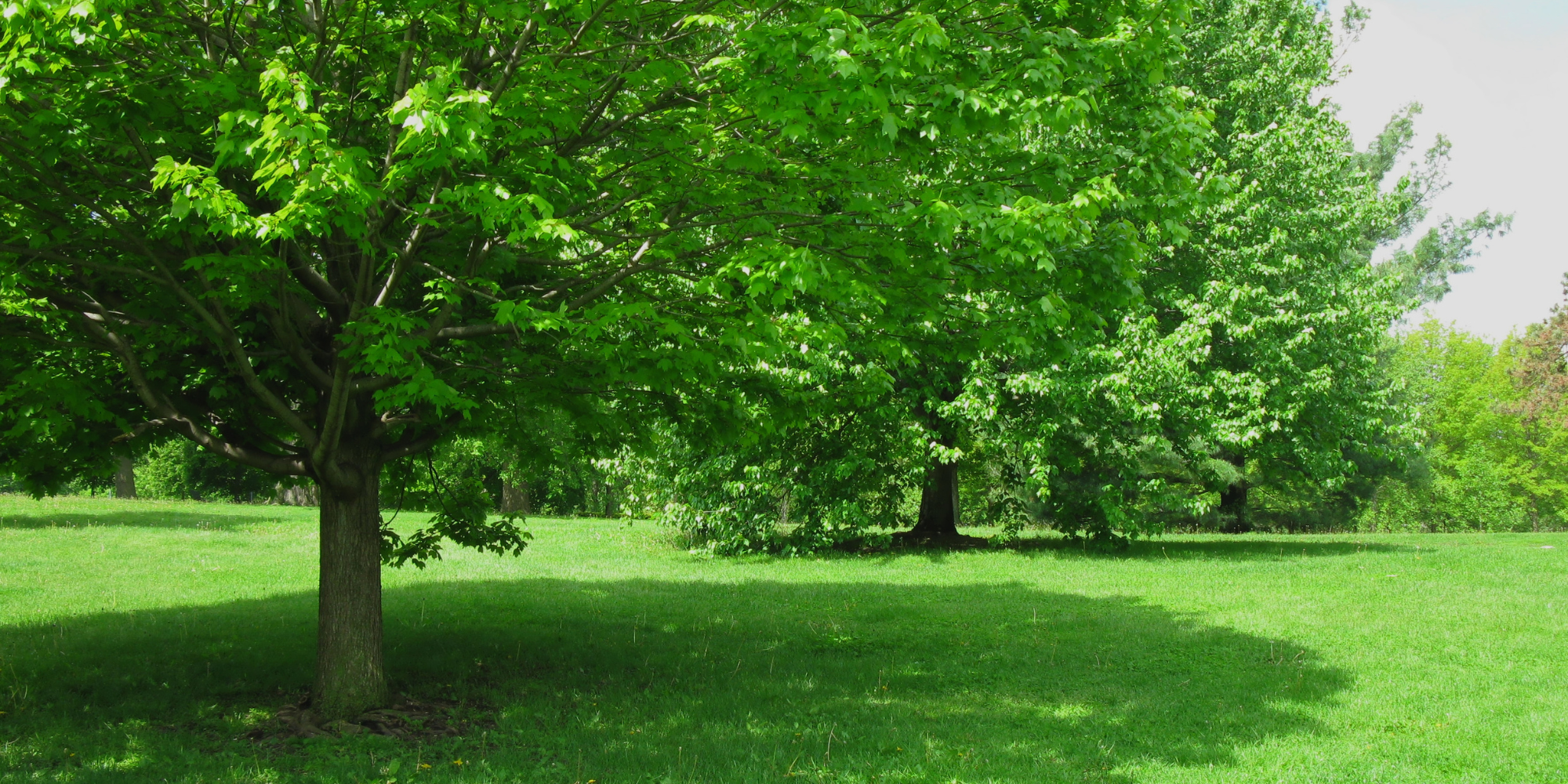 Other Shade Trees