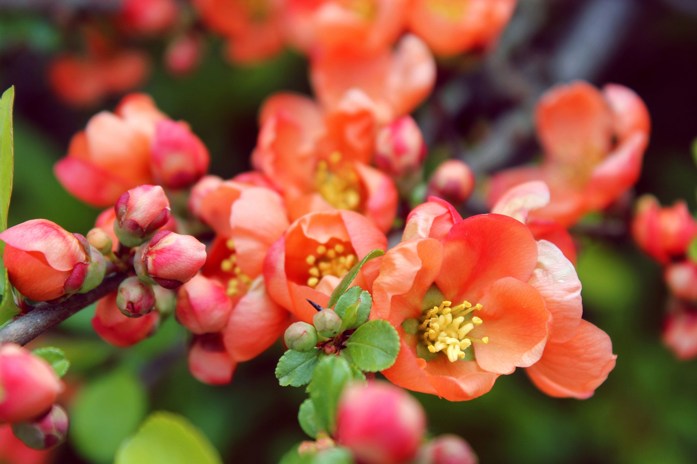 Cameo Japanese Flowering Quince flowers