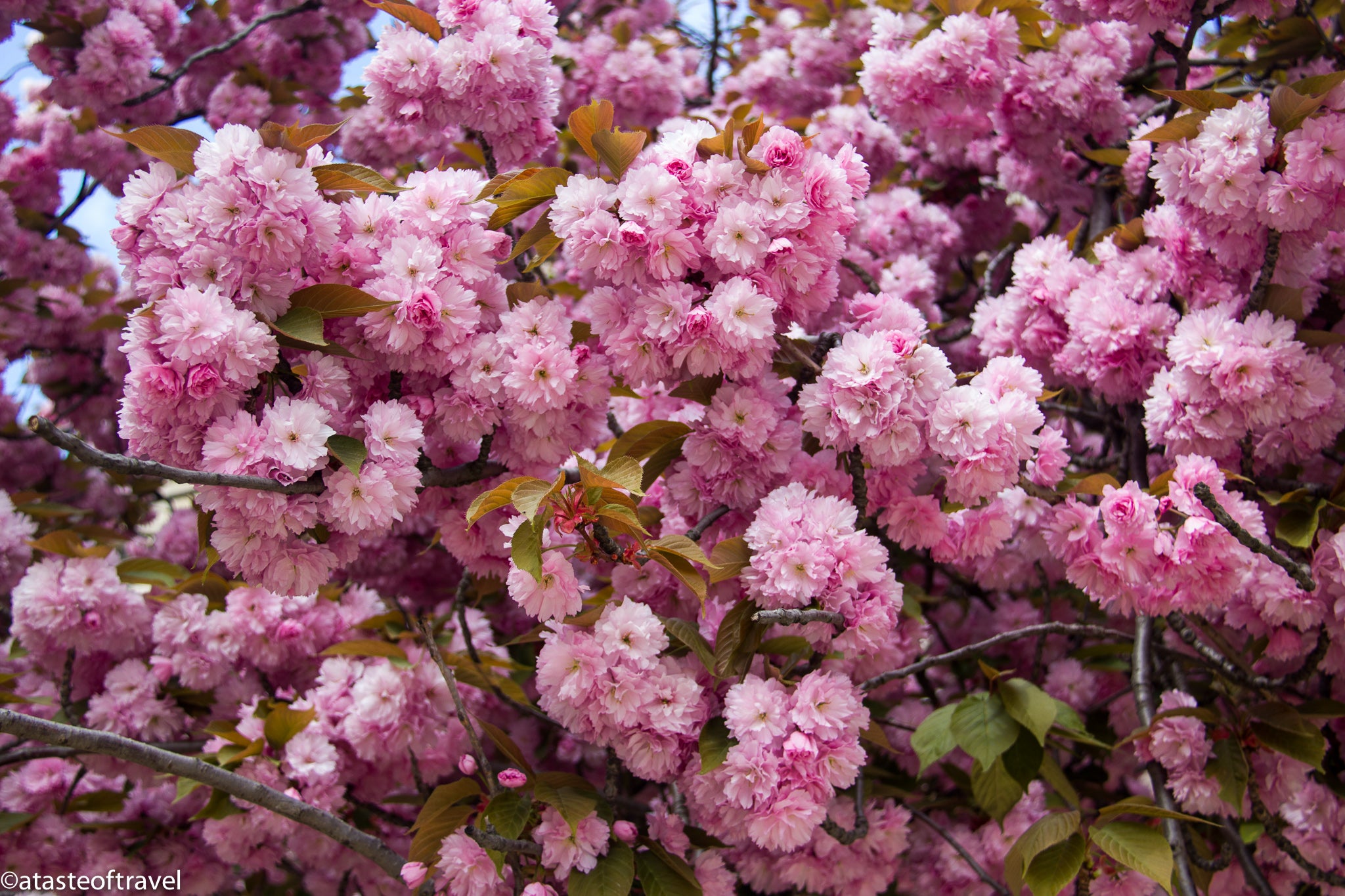 Flowering Pink Almond