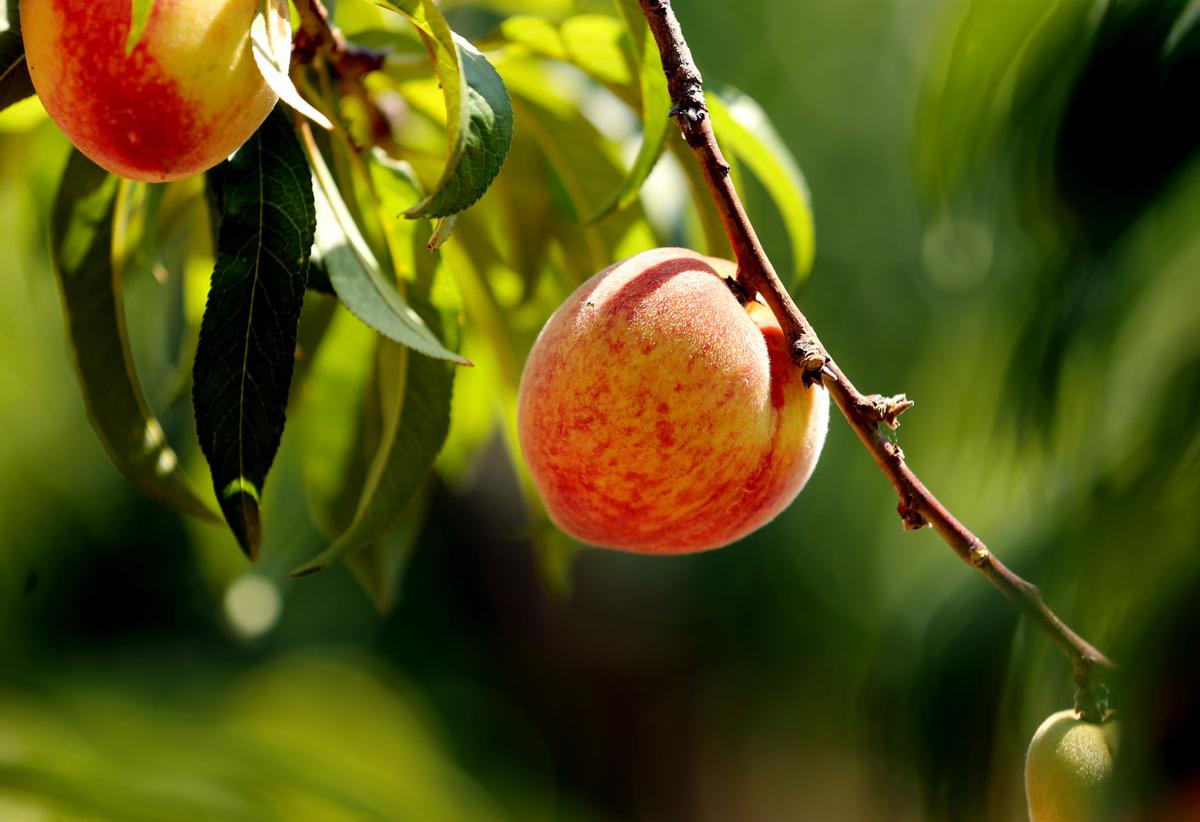Red Haven Peaches