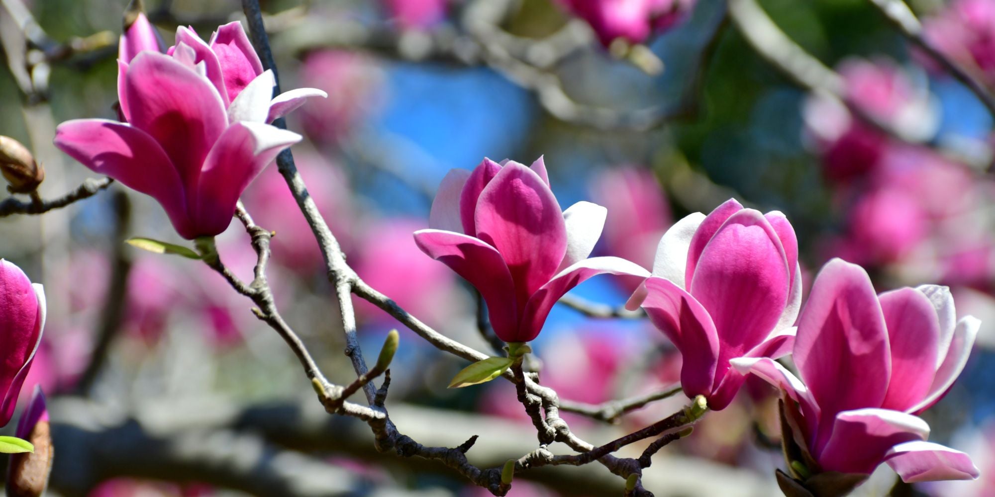 Magnolias – Tristar Plants