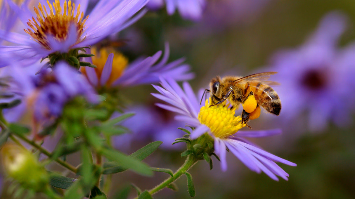 Shrubs that Attract Pollinators