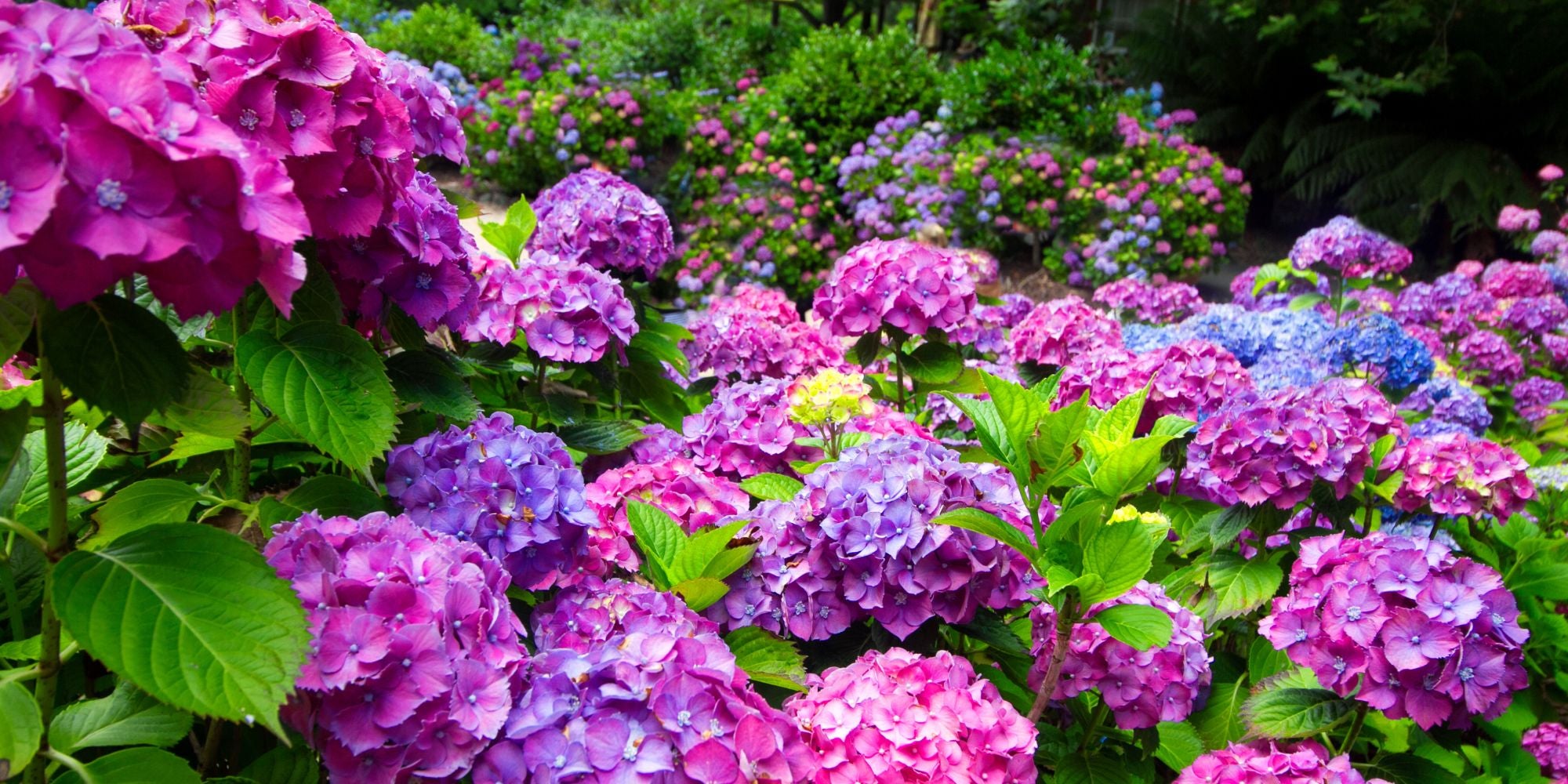 Hydrangea Trees for Sale