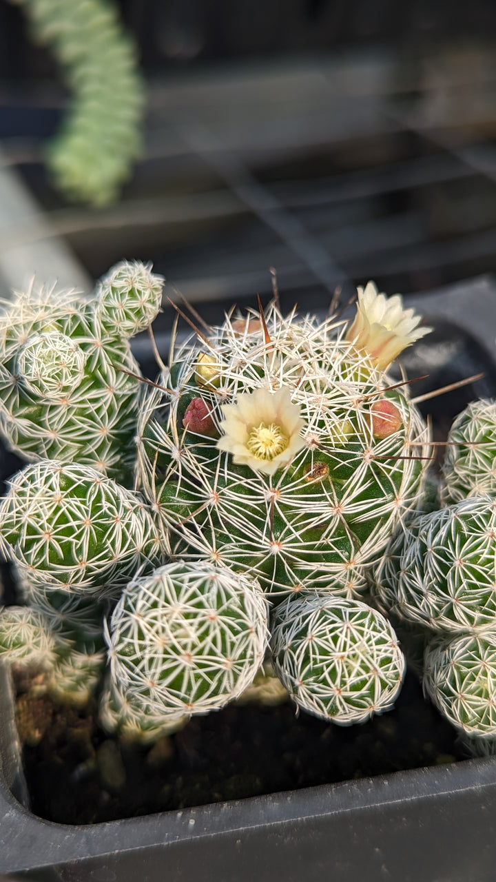 Silver Cluster Cactus